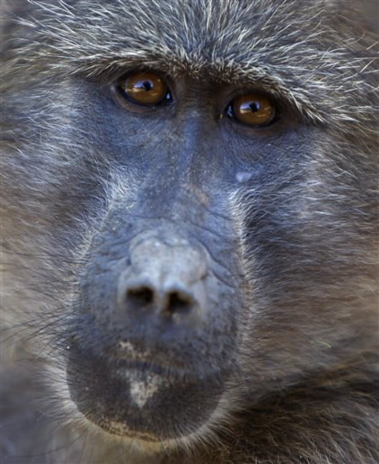 In this March, 2010 photo, a baboon looks on at Constantia Uitsig wine estate near Cape Town, South Africa. South African farmer Alwyn van der Merwe, is thanking voracious baboons for what could be a lucrative discovery: a sweeter tangerine he can get to market faster. The discovery of the natural mutation citrus tree was made when baboons would strip one tree in an orchard before others. 